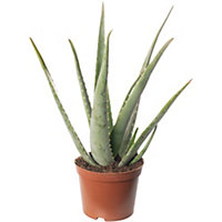 Aloe Vera - Low-Maintenance Indoor Succulent Plant for Home Décor (50-60cm Height Including Pot)