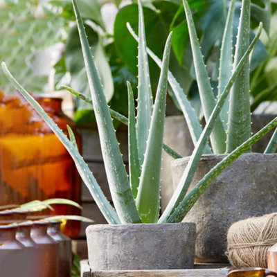 Aloe Vera - Low-Maintenance Indoor Succulent Plant for Home Décor (50-60cm Height Including Pot)