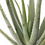 Aloe Vera - Low-Maintenance Indoor Succulent Plant for Home Décor (50-60cm Height Including Pot)