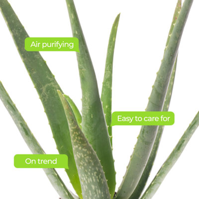 Aloe Vera - Low-Maintenance Indoor Succulent Plant for Home Décor (50-60cm Height Including Pot) - 4