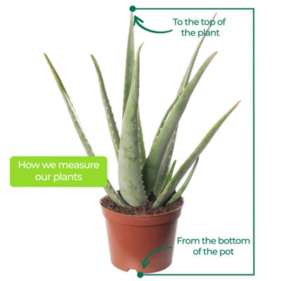 Aloe Vera - Low-Maintenance Indoor Succulent Plant for Home Décor (50-60cm Height Including Pot) - 5