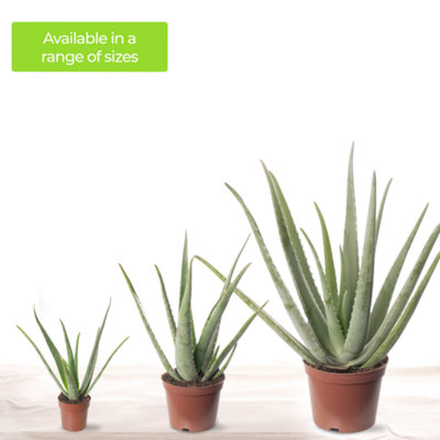 Aloe Vera - Low-Maintenance Indoor Succulent Plant for Home Décor (50-60cm Height Including Pot) - 6