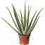Aloe Vera - Low-Maintenance Indoor Succulent Plant for Home Décor (60-70cm Height Including Pot)
