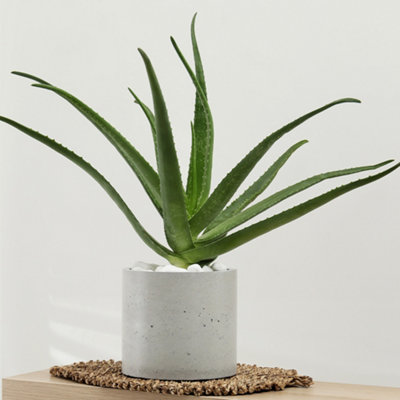 Aloe Vera Plant in 10.5cm Pot - Established Indoor Plant - House Plants for Air Purifying - Aloe Gel Natural Healing