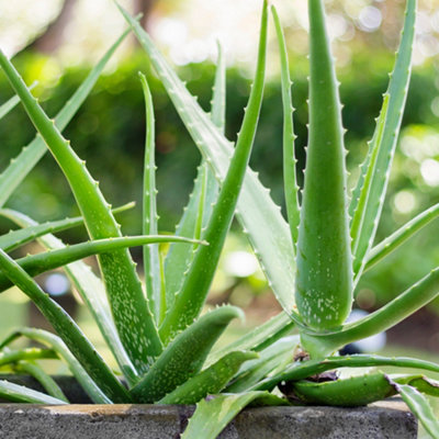 Aloe Vera Plant in 10.5cm Pot - Established Indoor Plant - House Plants for Air Purifying - Aloe Gel Natural Healing