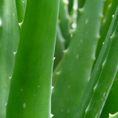 Aloe Vera Plant in 10.5cm Pot - Established Indoor Plant - House Plants for Air Purifying - Aloe Gel Natural Healing
