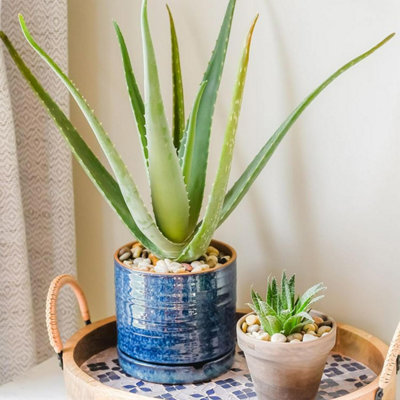 Aloe Vera Plant in 12cm Pot - Easy to Grow Low Maintenance Houseplant -  Ideal for Beginners - Decorative
