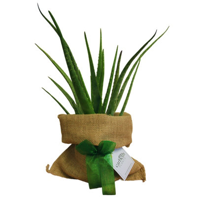 Aloe Vera Plant in Hessian Gift Wrap & Gift Card - Fantastic Plant Gift