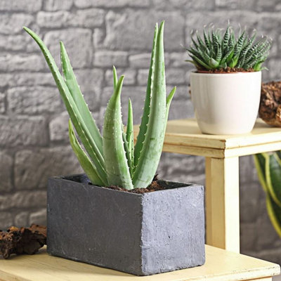 Aloe Vera Plant in Hessian Gift Wrap & Gift Card - Fantastic Plant Gift - 3