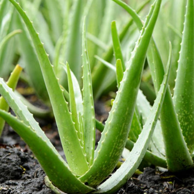 Aloe Vera Plant in Hessian Gift Wrap & Gift Card - Fantastic Plant Gift