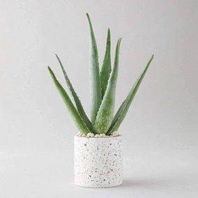Aloe Vera Plant - Large Plant Around 30-40cm - Includes White Pot