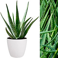 Aloe Vera Plant - Large Plant Around 30-40cm Including White Pot for The Home Or Office