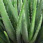 Aloe Vera Plant - Large Plant Around 30-40cm Including White Pot for The Home Or Office