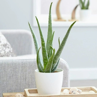 Aloe Vera Plant - Large Plant Around 30-40cm Including White Pot for The Home Or Office - 3