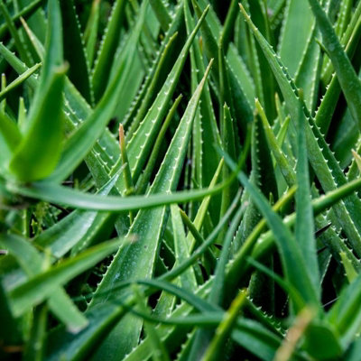 Aloe Vera Plant - Large Plant Around 30-40cm Including White Pot for The Home Or Office - 4