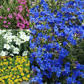 Alpine Plant Collection - Colourful Mix of Potted Alpines in 9cm Pots, Easy Care (12 Plants)