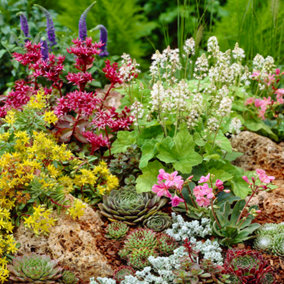 Alpine Plant Mix - Collection of Outdoor Garden Plants, Ideal for Pots and Containers (12 Plants)