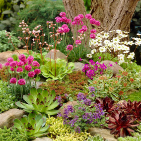 Alpine Plant Mix - Collection of Outdoor Garden Plants, Ideal for Pots and Containers (6 Plants)