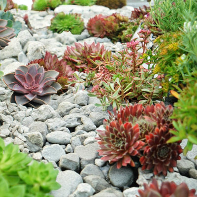 Alpine Rockplants Mix 1 x 6 Pack - Mixed Hardy Low Growing Compact ...