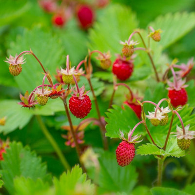 alpine-strawberry-3-x-9cm-pots