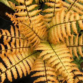 Alpine Wood Fern Jurassic Gold Dryopteris Wallichiana Outdoor Ferns Plant 2L Pot