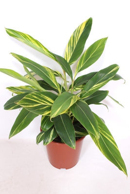 Alpinia Zerumbet Variegata, 27cm Pot Size, 80cm Tall, Variegated Shell Ginger, Indoor Houseplant