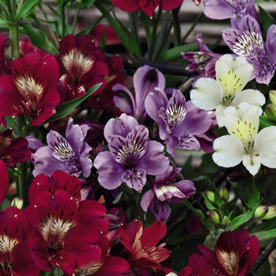 Alstroemeria Allure 1 Jumbo Plug Plant