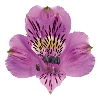 Alstroemeria Allure 1 Jumbo Plug Plant