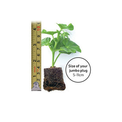Alstroemeria Allure 1 Jumbo Plug Plant - 3