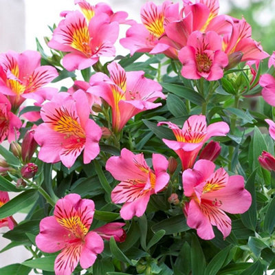 Alstroemeria Eliane - Enchanting Pink Flowering Peruvian Lily (15-30cm Height Including Pot)