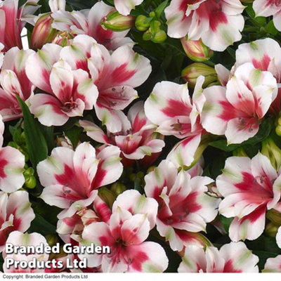 Alstroemeria inticancha Maya Pink Blush 50mm Plug x 3 | DIY at B&Q