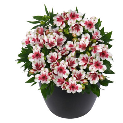 Alstroemeria inticancha Maya Pink Blush 50mm Plug x 3