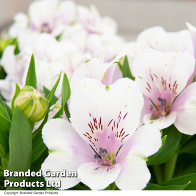 Alstroemeria Inticancha Moon 1 Jumbo Plug