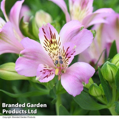 Alstroemeria Inticancha Navayo 50mm Plug x 1