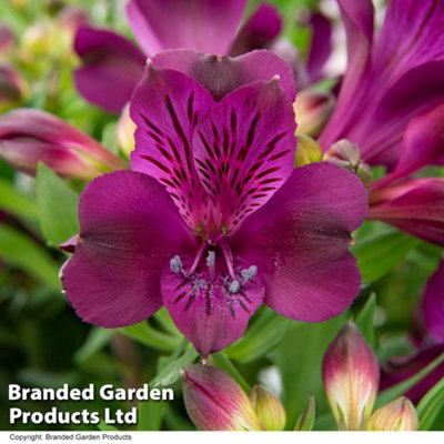 Alstroemeria Inticancha Paraiso 50mm Plug x 1