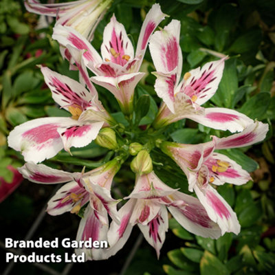 Alstroemeria inticancha White Pink Blush 1 Jumbo Plug Plant 50mm