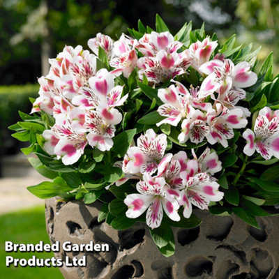 Alstroemeria Inticancha White Pink Blush 3 Jumbo Plug Plants 50mm
