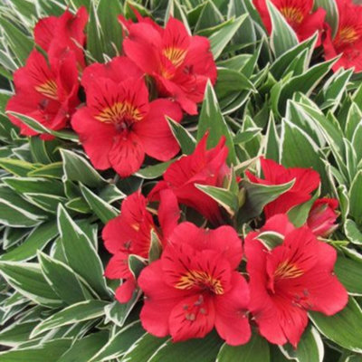 Alstroemeria Katiana - Captivating Red Flowering Peruvian Lily (15-30cm Height Including Pot)