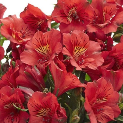 Alstroemeria Katiana - Captivating Red Flowering Peruvian Lily (15-30cm Height Including Pot)