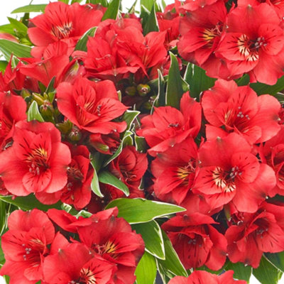 Alstroemeria Katiana - Captivating Red Flowering Peruvian Lily (15-30cm Height Including Pot)