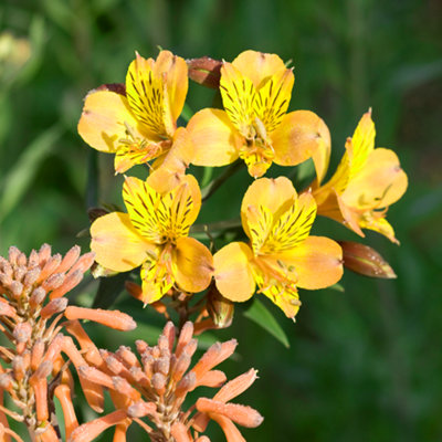 ピ*ツ様 DCダイレクト イエローランタン　アーキロ　ルーズ品 Alstroemeria Lisa - Vibrant Yellow Flowers, Peruvian Lily