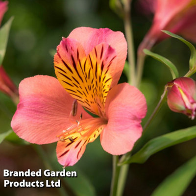 Alstroemeria Malaga Valley 1 Jumbo Plug Plant 50mm