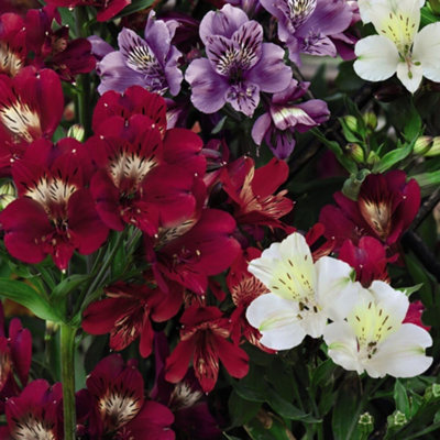 Alstroemeria Nirvana 1 Jumbo Plug Plant