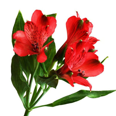Alstroemeria Nirvana 1 Jumbo Plug Plant