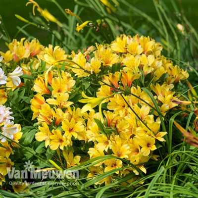 Alstroemeria Spring Valley 3 Jumbo Plug Plant