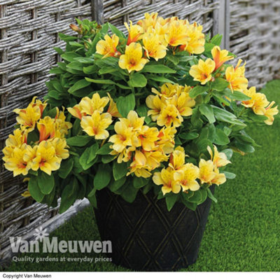 Alstroemeria Spring Valley 3 Jumbo Plug Plant