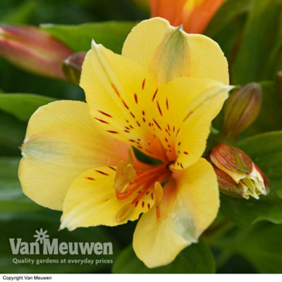 Alstroemeria Spring Valley 3 Jumbo Plug Plant - 3