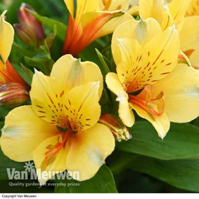 Alstroemeria Spring Valley 3 Jumbo Plug Plant - 4