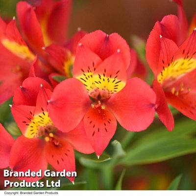 Alstroemeria Summer Heat 50mm Plug x 1