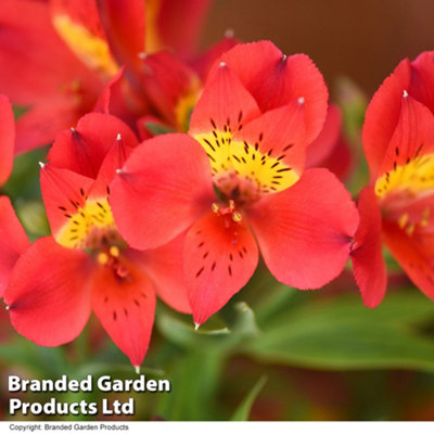 Alstroemeria Summer Heat 50mm Plug x 1